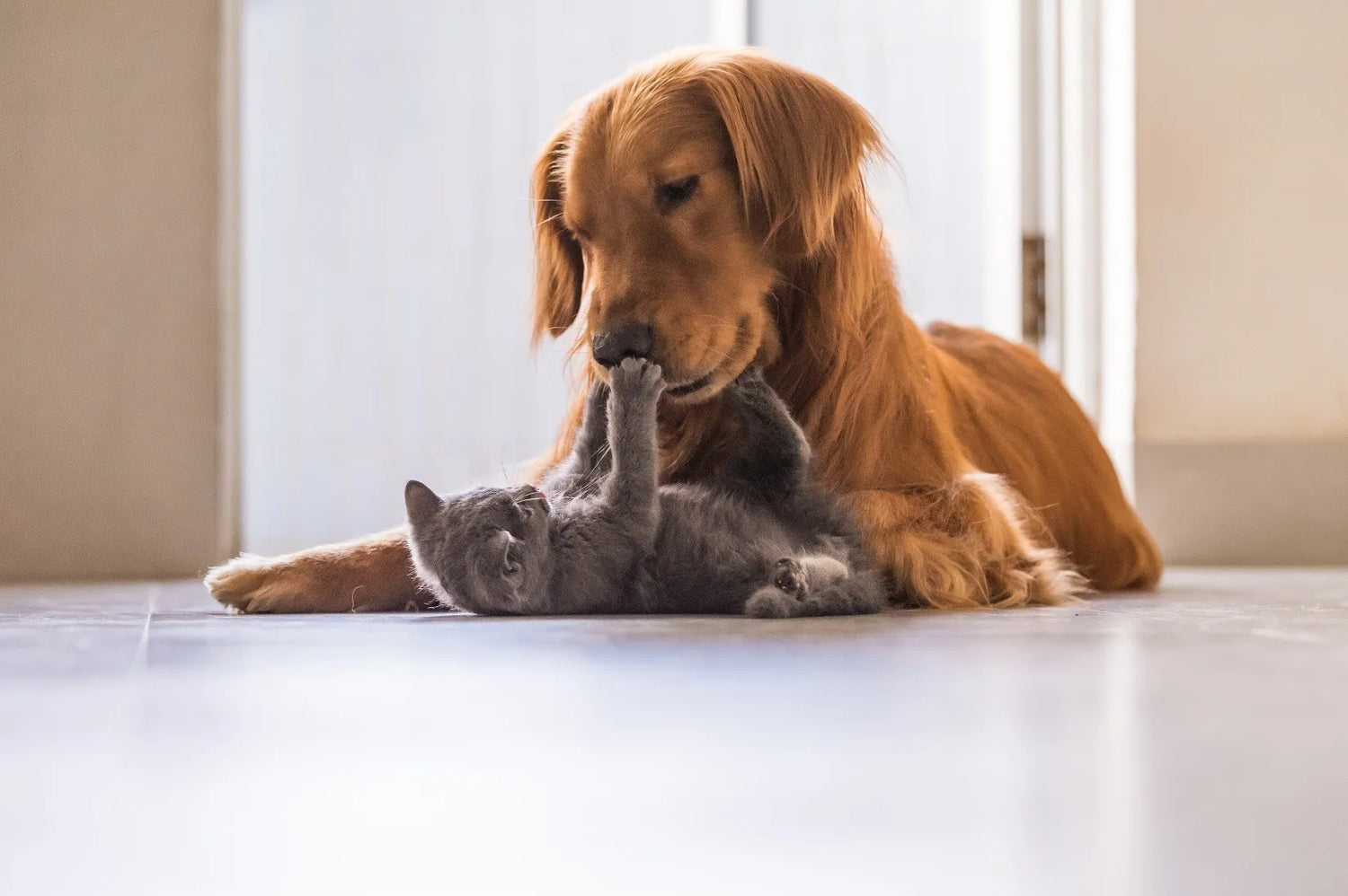 Pet